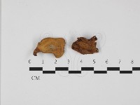 藏品(多孔菌屬)的圖片