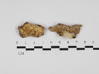 藏品(栓菌屬)的圖片