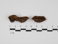 藏品(木層孔菌屬)的圖片