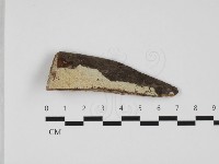 藏品(粗糙孢菌屬)的圖片