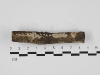 藏品(刺皮菌屬)的圖片