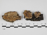 藏品(硬孔菌屬)的圖片