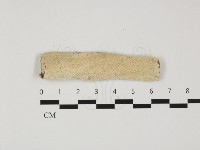 藏品(樹脂殼菌屬)的圖片