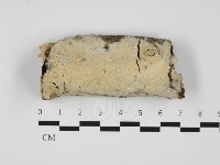 藏品(射脈菌屬)的圖片