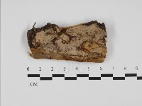 藏品(韌革菌屬)的圖片