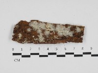 藏品(粗糙孢菌屬)的圖片