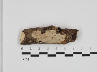 藏品(刺皮菌屬)的圖片