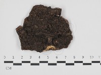 藏品(刺革菌屬)的圖片