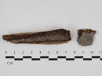 藏品(刺革菌屬)的圖片