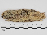 藏品(擬筍殼菌屬)的圖片