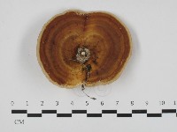 藏品(相鄰小孔菌)的圖片