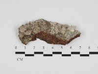 藏品(裂褶菌)的圖片