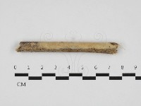 藏品(顯絲菌屬)的圖片