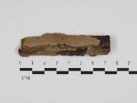 藏品(刺皮菌屬)的圖片