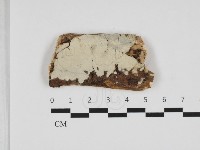 藏品(擬射脈菌屬)的圖片