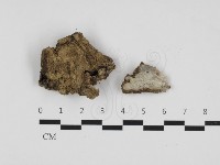 藏品(銳岩菌屬)的圖片