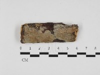 藏品(射脈菌屬)的圖片