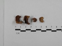 藏品(皺木耳)的圖片