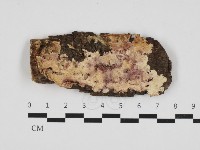 藏品(齒耳菌屬)的圖片