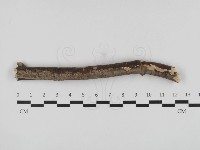 藏品(刺革菌屬)的圖片