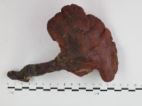 藏品(赤芝)的圖片