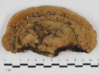 藏品(栓菌屬)的圖片