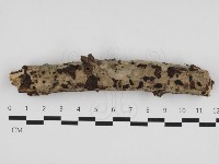 藏品(針齒銳岩菌)的圖片