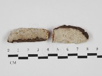 藏品(射脈菌屬)的圖片