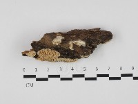 藏品(薄孔菌屬)的圖片