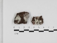 藏品(粗糙孢菌屬)的圖片