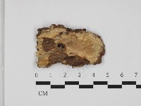 藏品(剛毛絲皮菌)的圖片