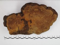 藏品(漆屬桑黃)的圖片