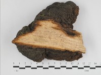 藏品(漆屬桑黃)的圖片