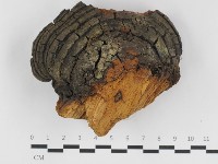 藏品(漆屬桑黃)的圖片