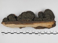 藏品(漆屬桑黃)的圖片