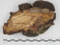 藏品(漆屬桑黃)的圖片