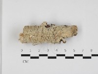 藏品(射脈菌屬)的圖片