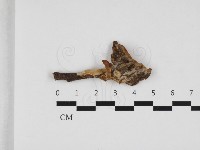 藏品(多年臥孔菌屬)的圖片