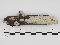 藏品(射脈菌屬)的圖片