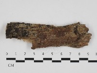 藏品(絲齒菌屬)的圖片