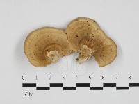 藏品(小孔菌屬)的圖片