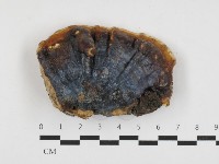 藏品(靈芝屬)的圖片