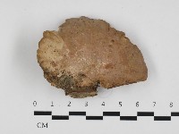 藏品(多年臥孔菌屬)的圖片