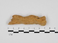 藏品(射脈菌屬)的圖片