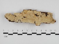 藏品(骨皮菌屬)的圖片