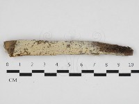 藏品(傑克菌屬)的圖片