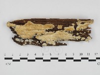 藏品(骨皮菌屬)的圖片