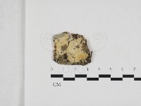 藏品(擬筍殼菌屬)的圖片