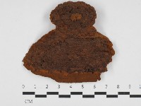 藏品(木層孔菌屬)的圖片