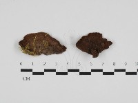 藏品(刺革菌屬)的圖片